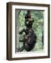 Young Male Chimpanzees Play, Gombe National Park, Tanzania-Kristin Mosher-Framed Photographic Print