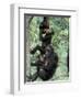 Young Male Chimpanzees Play, Gombe National Park, Tanzania-Kristin Mosher-Framed Photographic Print