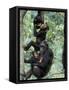 Young Male Chimpanzees Play, Gombe National Park, Tanzania-Kristin Mosher-Framed Stretched Canvas