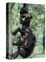 Young Male Chimpanzees Play, Gombe National Park, Tanzania-Kristin Mosher-Stretched Canvas