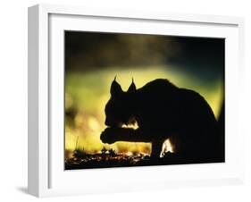 Young Male European Lynx Cleaning Paw Silhouetted in Broadleaf Woodland, Bohemia, Czech Republic-Niall Benvie-Framed Photographic Print