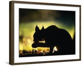 Young Male European Lynx Cleaning Paw Silhouetted in Broadleaf Woodland, Bohemia, Czech Republic-Niall Benvie-Framed Photographic Print