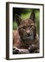 Young Male European Lynx (Lynx Lynx), Sumava Np, Bohemia, Czech Republic-Niall Benvie-Framed Photographic Print