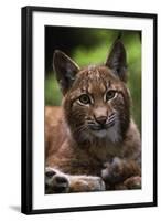 Young Male European Lynx (Lynx Lynx), Sumava Np, Bohemia, Czech Republic-Niall Benvie-Framed Photographic Print