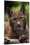 Young Male European Lynx (Lynx Lynx), Sumava Np, Bohemia, Czech Republic-Niall Benvie-Mounted Photographic Print