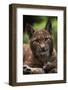 Young Male European Lynx (Lynx Lynx), Sumava Np, Bohemia, Czech Republic-Niall Benvie-Framed Photographic Print