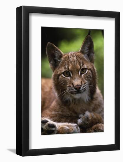 Young Male European Lynx (Lynx Lynx), Sumava Np, Bohemia, Czech Republic-Niall Benvie-Framed Photographic Print