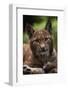 Young Male European Lynx (Lynx Lynx), Sumava Np, Bohemia, Czech Republic-Niall Benvie-Framed Photographic Print