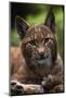 Young Male European Lynx (Lynx Lynx), Sumava Np, Bohemia, Czech Republic-Niall Benvie-Mounted Photographic Print