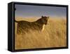 Young Male Lion in Early Light, Masai Mara National Reserve, Kenya, East Africa-James Hager-Framed Stretched Canvas