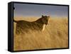 Young Male Lion in Early Light, Masai Mara National Reserve, Kenya, East Africa-James Hager-Framed Stretched Canvas