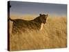 Young Male Lion in Early Light, Masai Mara National Reserve, Kenya, East Africa-James Hager-Stretched Canvas