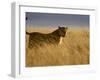 Young Male Lion in Early Light, Masai Mara National Reserve, Kenya, East Africa-James Hager-Framed Photographic Print