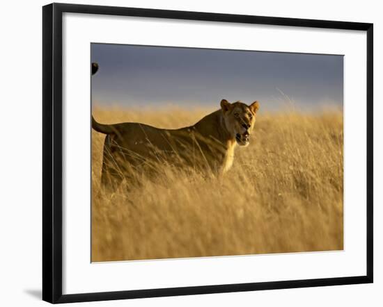 Young Male Lion in Early Light, Masai Mara National Reserve, Kenya, East Africa-James Hager-Framed Photographic Print