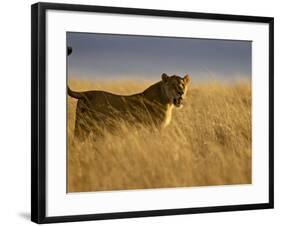 Young Male Lion in Early Light, Masai Mara National Reserve, Kenya, East Africa-James Hager-Framed Photographic Print