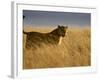 Young Male Lion in Early Light, Masai Mara National Reserve, Kenya, East Africa-James Hager-Framed Photographic Print