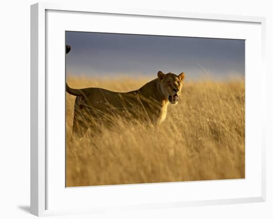 Young Male Lion in Early Light, Masai Mara National Reserve, Kenya, East Africa-James Hager-Framed Photographic Print