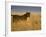 Young Male Lion in Early Light, Masai Mara National Reserve, Kenya, East Africa-James Hager-Framed Photographic Print