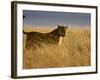 Young Male Lion in Early Light, Masai Mara National Reserve, Kenya, East Africa-James Hager-Framed Photographic Print