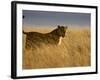 Young Male Lion in Early Light, Masai Mara National Reserve, Kenya, East Africa-James Hager-Framed Photographic Print