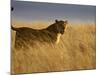 Young Male Lion in Early Light, Masai Mara National Reserve, Kenya, East Africa-James Hager-Mounted Photographic Print