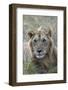 Young male lion (Panthera leo) in savanna, Masai Mara National Park, Kenya, East Africa, Africa-Godong-Framed Photographic Print