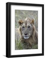 Young male lion (Panthera leo) in savanna, Masai Mara National Park, Kenya, East Africa, Africa-Godong-Framed Photographic Print