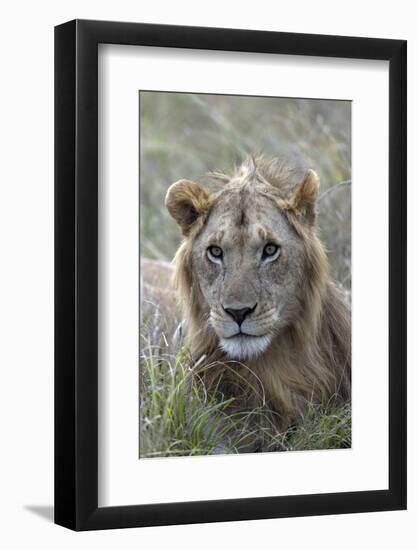 Young male lion (Panthera leo) in savanna, Masai Mara National Park, Kenya, East Africa, Africa-Godong-Framed Photographic Print