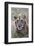 Young male lion (Panthera leo) in savanna, Masai Mara National Park, Kenya, East Africa, Africa-Godong-Framed Photographic Print