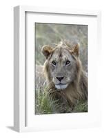 Young male lion (Panthera leo) in savanna, Masai Mara National Park, Kenya, East Africa, Africa-Godong-Framed Photographic Print