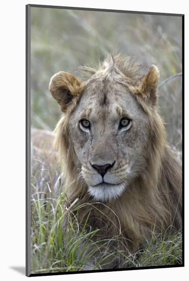 Young male lion (Panthera leo) in savanna, Masai Mara National Park, Kenya, East Africa, Africa-Godong-Mounted Photographic Print