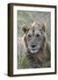 Young male lion (Panthera leo) in savanna, Masai Mara National Park, Kenya, East Africa, Africa-Godong-Framed Photographic Print