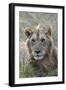 Young male lion (Panthera leo) in savanna, Masai Mara National Park, Kenya, East Africa, Africa-Godong-Framed Photographic Print