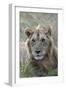 Young male lion (Panthera leo) in savanna, Masai Mara National Park, Kenya, East Africa, Africa-Godong-Framed Photographic Print