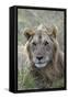 Young male lion (Panthera leo) in savanna, Masai Mara National Park, Kenya, East Africa, Africa-Godong-Framed Stretched Canvas