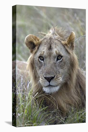 Young male lion (Panthera leo) in savanna, Masai Mara National Park, Kenya, East Africa, Africa-Godong-Stretched Canvas