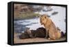 Young male lion (Panthera leo) on buffalo kill, Chobe National Park, Botswana, Africa-Ann and Steve Toon-Framed Stretched Canvas