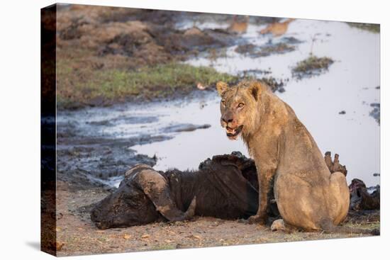 Young male lion (Panthera leo) on buffalo kill, Chobe National Park, Botswana, Africa-Ann and Steve Toon-Stretched Canvas