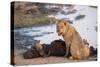 Young male lion (Panthera leo) on buffalo kill, Chobe National Park, Botswana, Africa-Ann and Steve Toon-Stretched Canvas