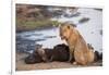 Young male lion (Panthera leo) on buffalo kill, Chobe National Park, Botswana, Africa-Ann and Steve Toon-Framed Photographic Print