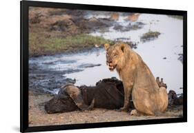 Young male lion (Panthera leo) on buffalo kill, Chobe National Park, Botswana, Africa-Ann and Steve Toon-Framed Photographic Print