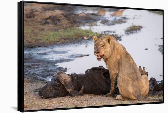 Young male lion (Panthera leo) on buffalo kill, Chobe National Park, Botswana, Africa-Ann and Steve Toon-Framed Stretched Canvas