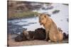 Young male lion (Panthera leo) on buffalo kill, Chobe National Park, Botswana, Africa-Ann and Steve Toon-Stretched Canvas