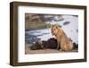 Young male lion (Panthera leo) on buffalo kill, Chobe National Park, Botswana, Africa-Ann and Steve Toon-Framed Photographic Print