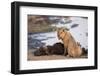 Young male lion (Panthera leo) on buffalo kill, Chobe National Park, Botswana, Africa-Ann and Steve Toon-Framed Photographic Print