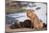 Young male lion (Panthera leo) on buffalo kill, Chobe National Park, Botswana, Africa-Ann and Steve Toon-Mounted Photographic Print