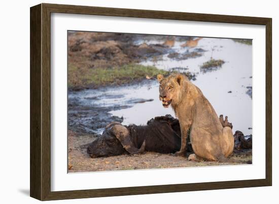 Young male lion (Panthera leo) on buffalo kill, Chobe National Park, Botswana, Africa-Ann and Steve Toon-Framed Photographic Print