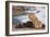 Young male lion (Panthera leo) on buffalo kill, Chobe National Park, Botswana, Africa-Ann and Steve Toon-Framed Photographic Print