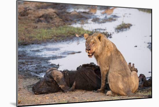 Young male lion (Panthera leo) on buffalo kill, Chobe National Park, Botswana, Africa-Ann and Steve Toon-Mounted Photographic Print