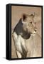 Young Male Lion (Panthera Leo)-James Hager-Framed Stretched Canvas